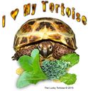 I-love-my-tortoise.jpg