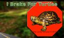i-brake-for-turtles_3.jpg