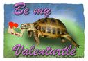 tortoise-valenturtle-card.jpg